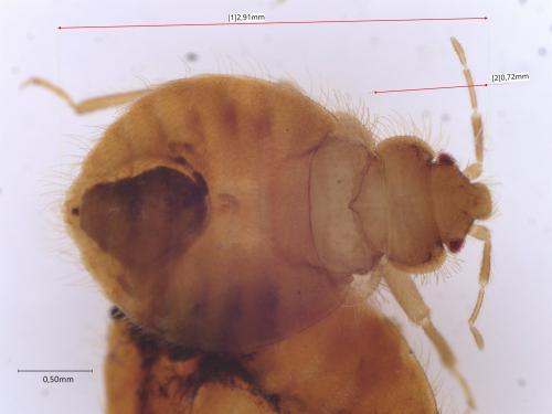 Réf. 348 779 : Oeciacus sp.